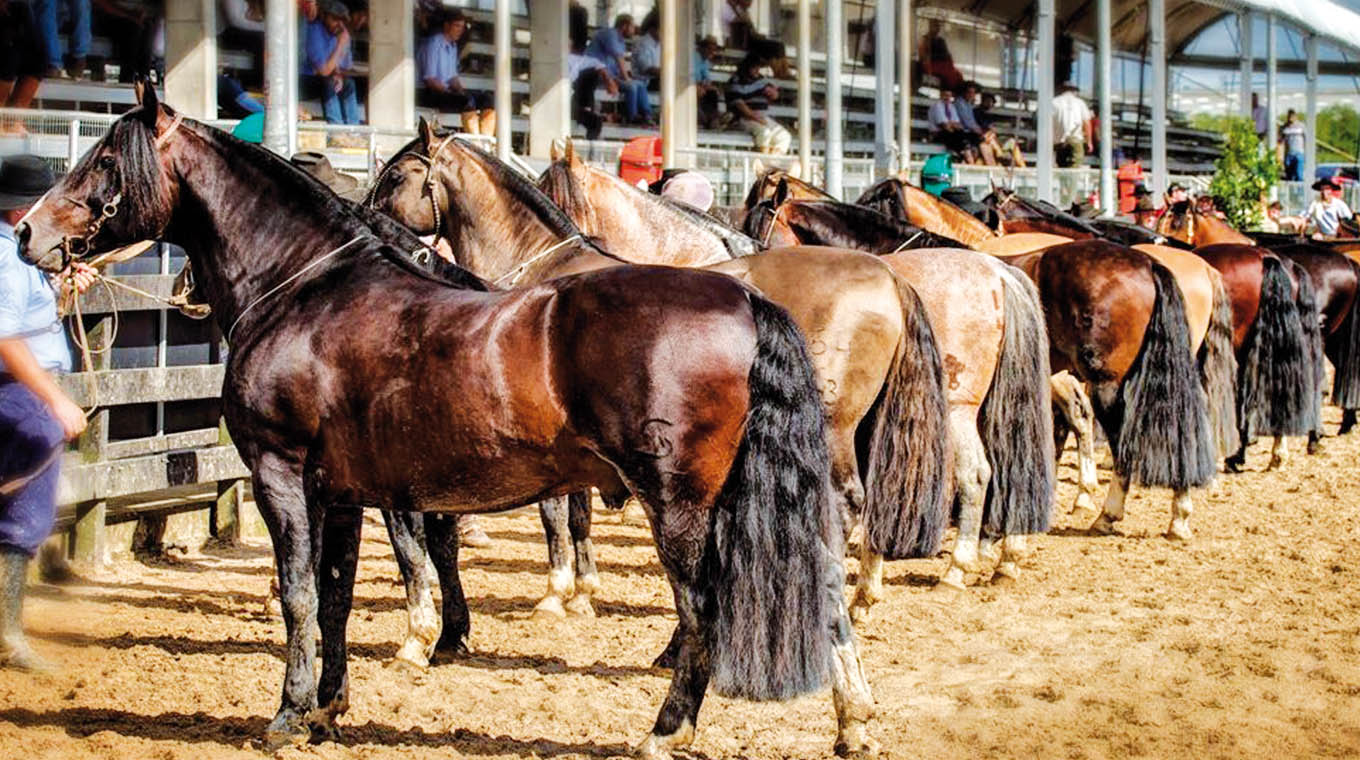 Desde el lunes 4 de mayo se realizará en la Rural del Prado la Expo Ficcc de Criollos