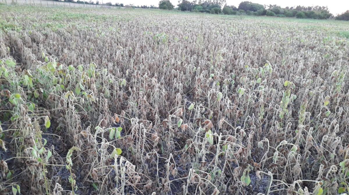 Advierten sobre uso de Paraquat en la presente cosecha de soja