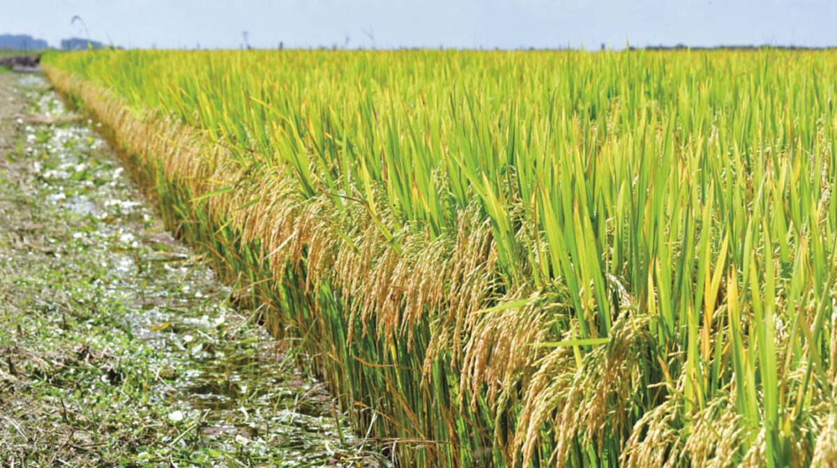 Acuerdo para precio definitivo del arroz