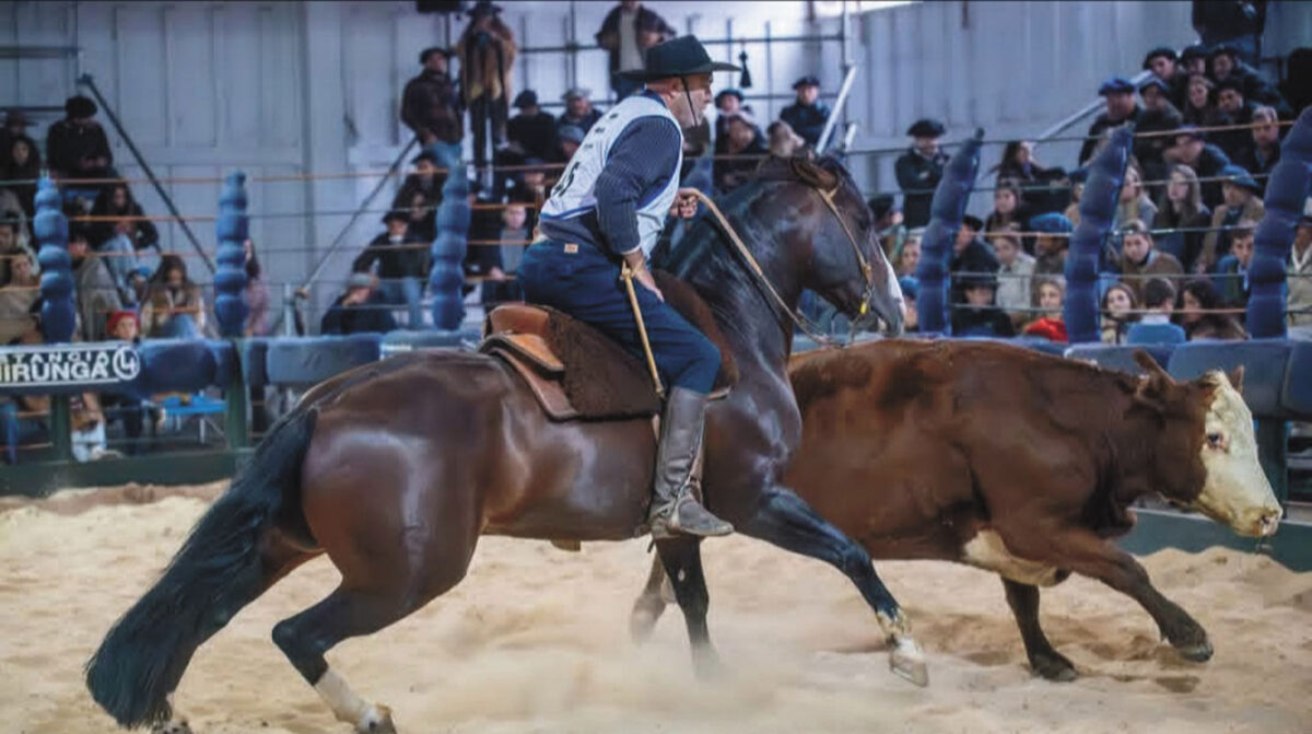 Expectativa por definición este domingo del “Freno de Oro” en la Expo Ficcc de Criollos