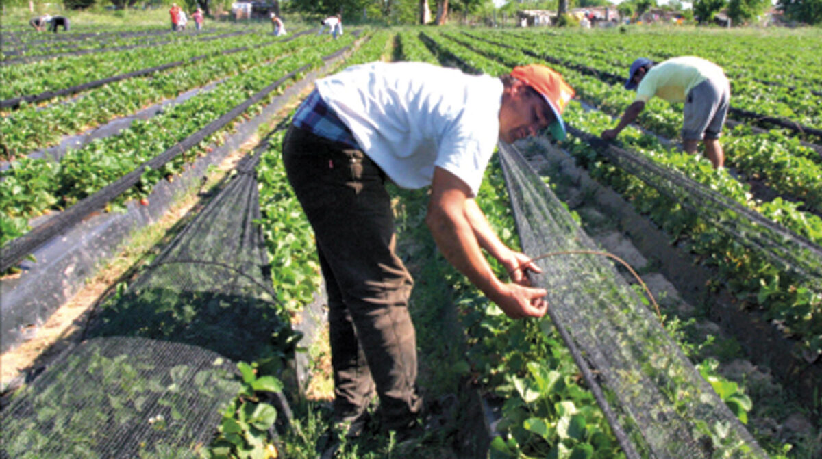 Apertura del Registro Nacional Frutihortícola