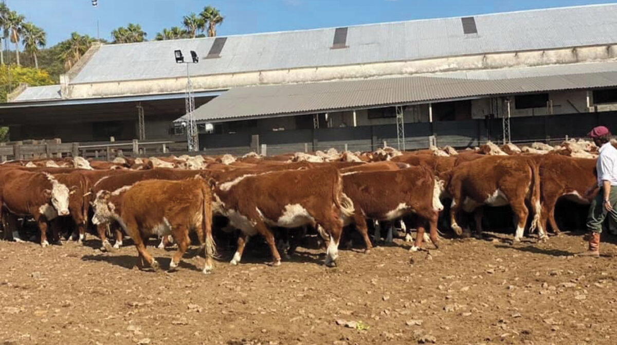 Faena con ajuste a la baja y firme mercado del gordo