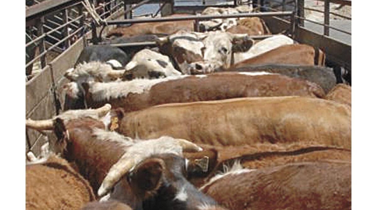 INIA invita a realizar una encuesta sobre manejo previo a la faena de ganado