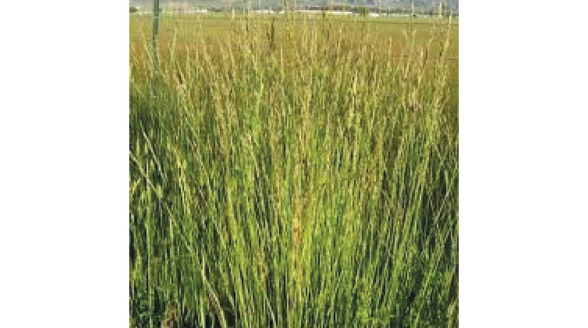 Estudiarán el microbioma de la festuca, clave en producción