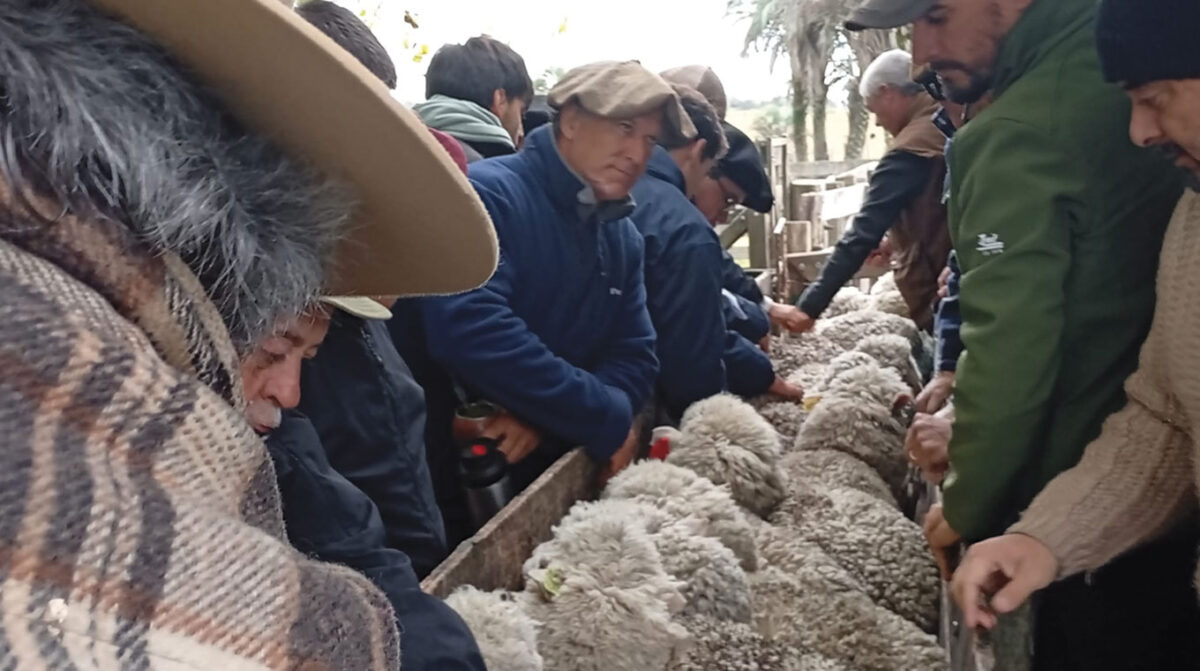 Gira Merino Australiano visitó predios de Paysandú y Salto
