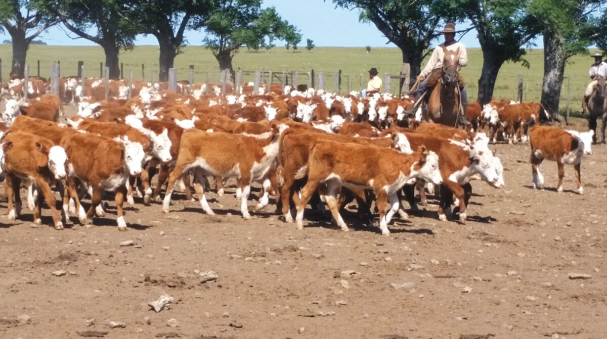 Lote 21 dispersó el 95% de la oferta