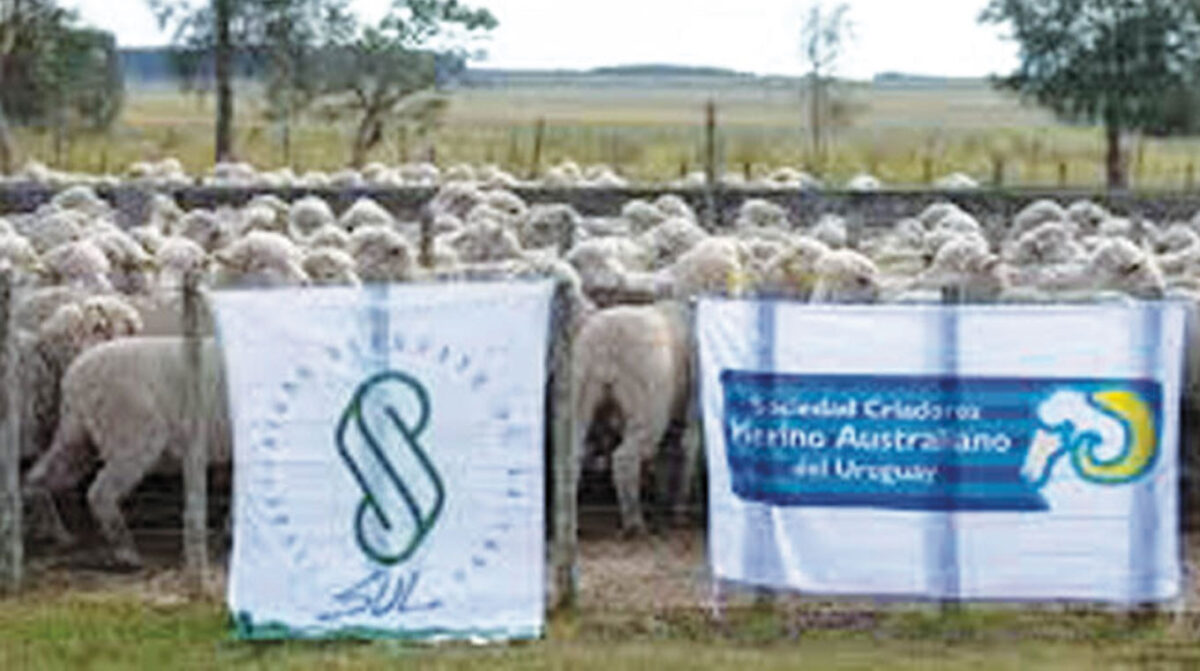 Gira Merino por predios de Paysandú y Salto