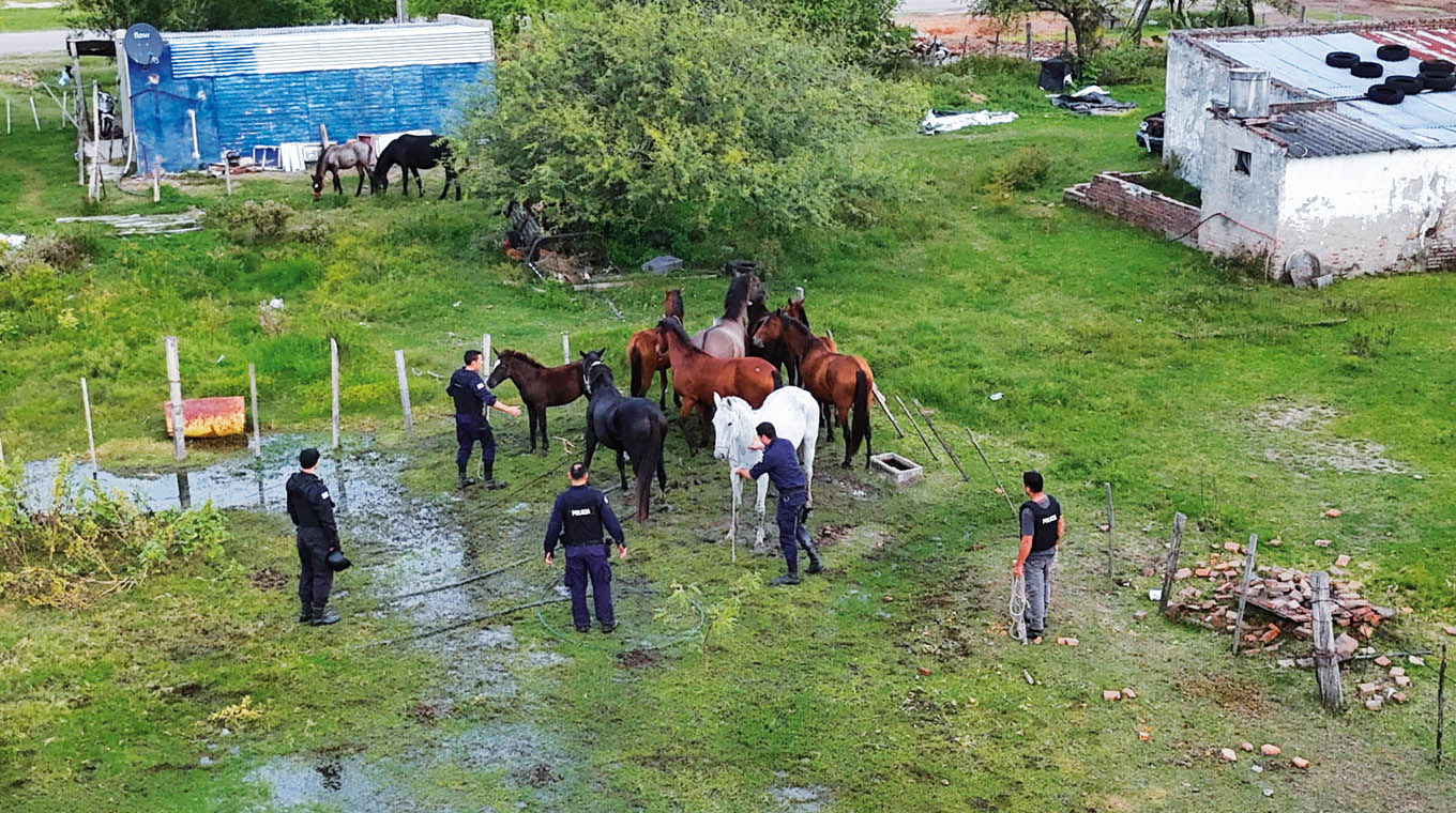 Un condenado e incautaron armas y equinos en allanamiento en San Félix