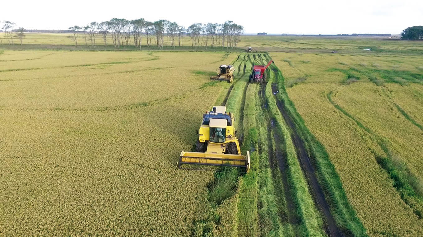 Rendimiento de la zafra de arroz obtuvo uno de los registros más altos de los últimos años