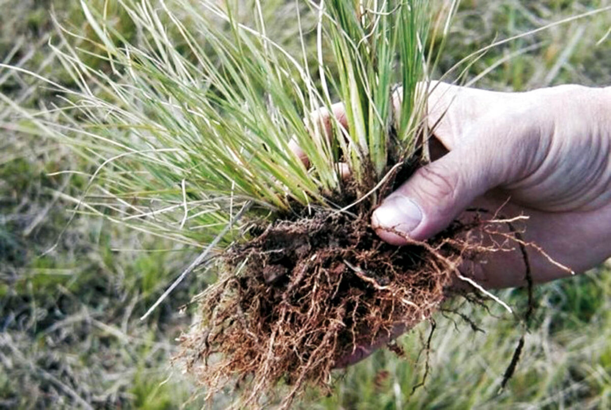 Hay falta de conocimiento sobre Capín Annoni en los productores