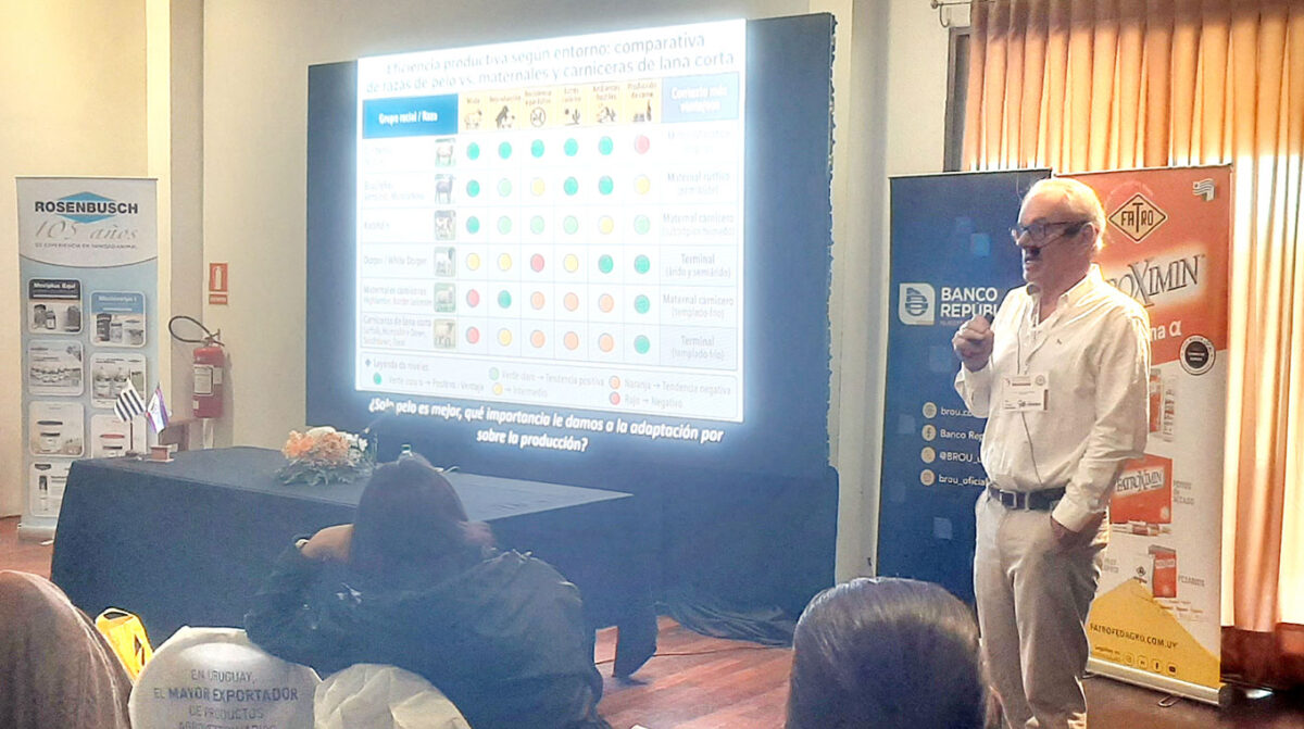“Me hubiera imaginado un 2030 sin Corriedale, Merilin e Ideal; hay que ir a razas buenas en lo que producen”