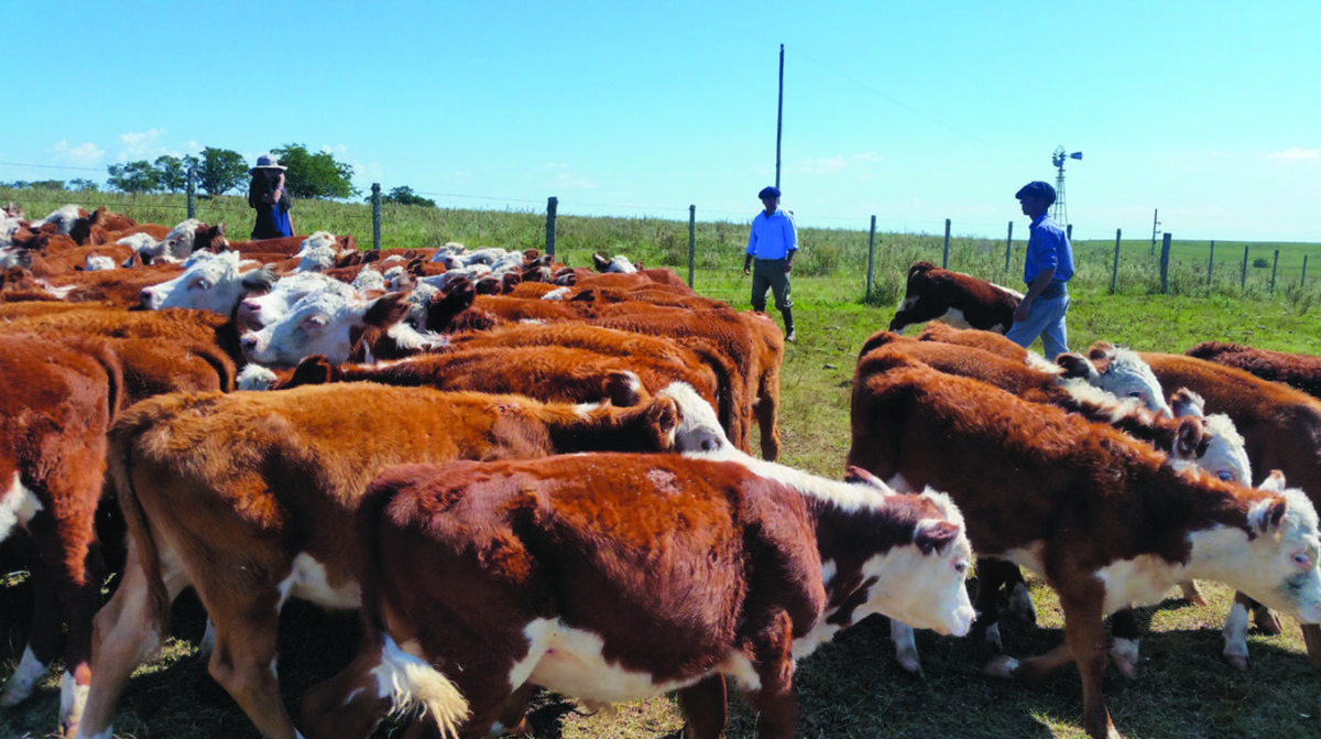 En el segundo semestre el desafío es completarla cuota de carne que China otorgó a Uruguay