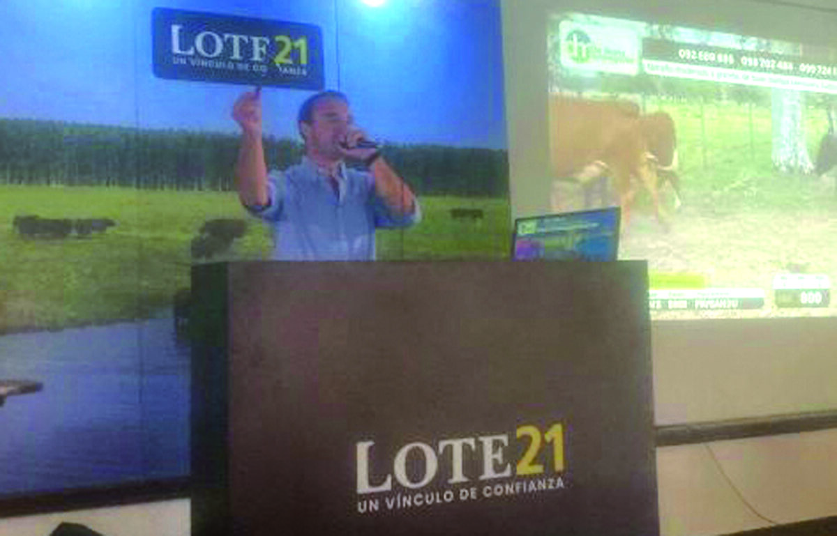 Lote 21 comercializó el 93% de la consignación