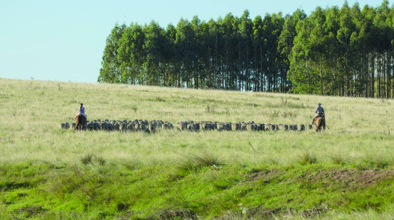 Zafra lanera evolucionó de forma positiva