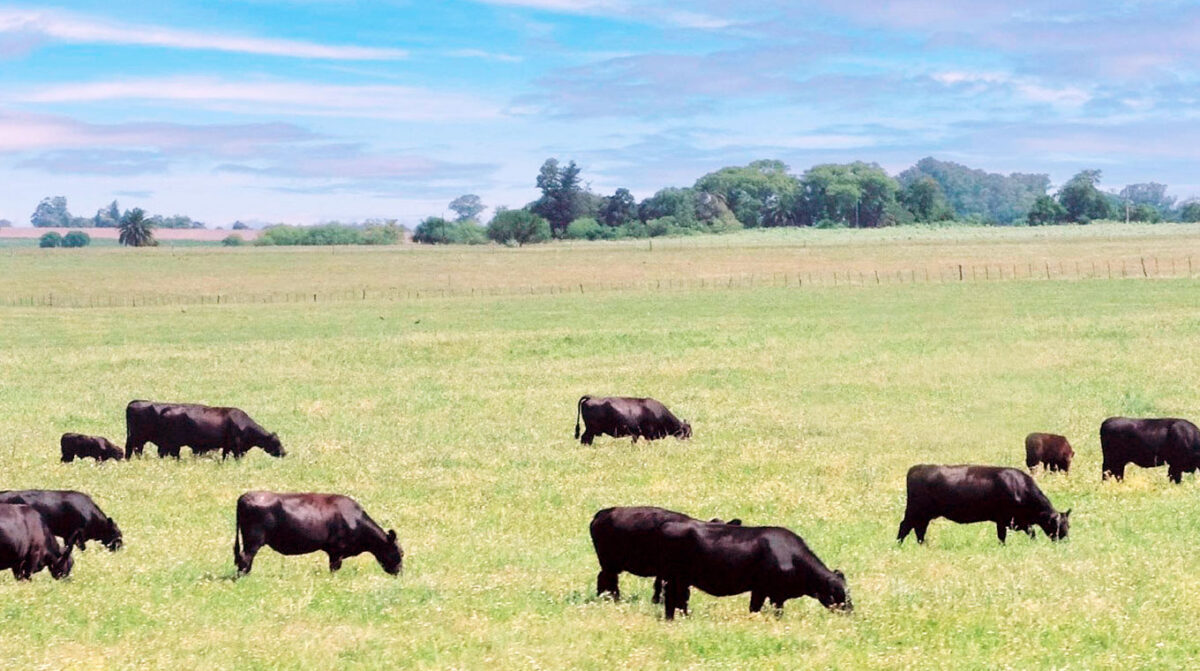 Plaza Rural remata 13.961 vacunos en dos días