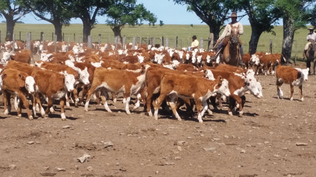 Precios de los terneros en lo que va de la zafra son superiores a los obtenidos el año pasado