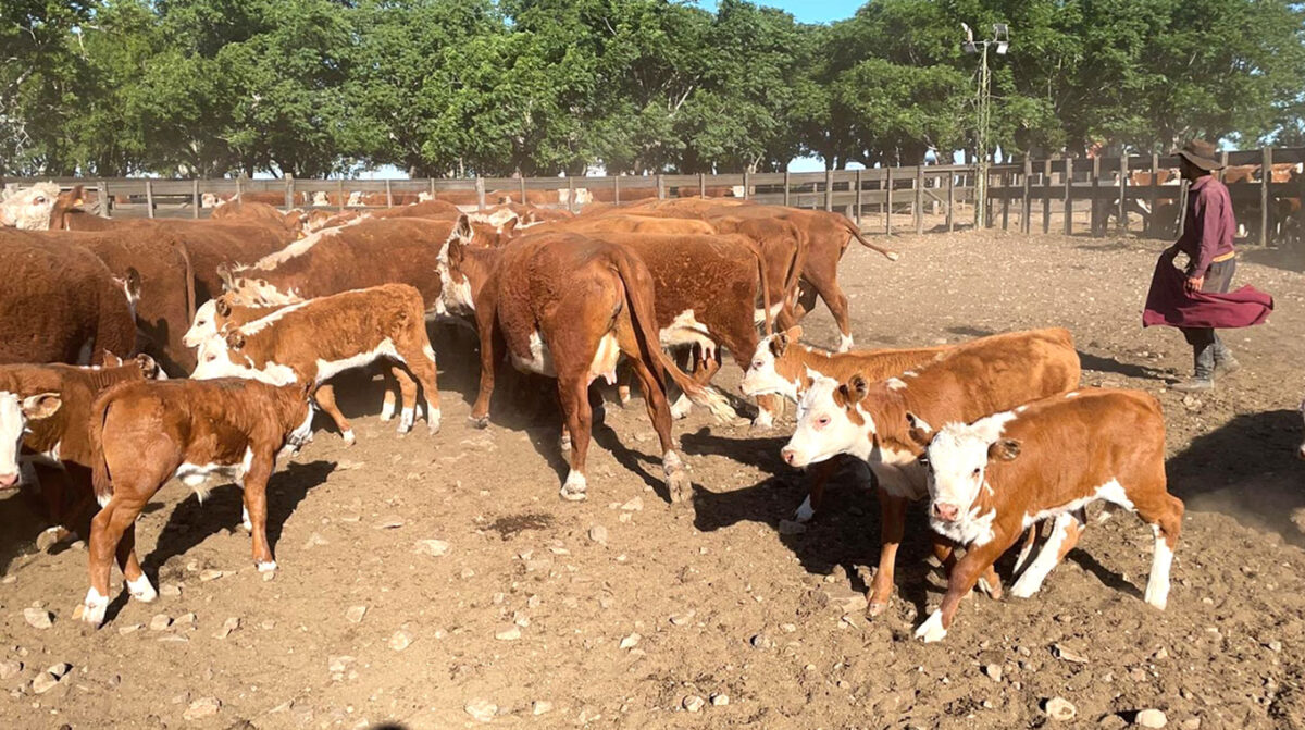 Preparan el 24º Taller de Gestación Vacuna