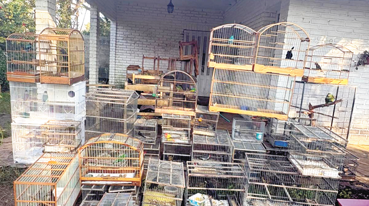 Incautaron 41 aves exóticas y condenaron a un hombre