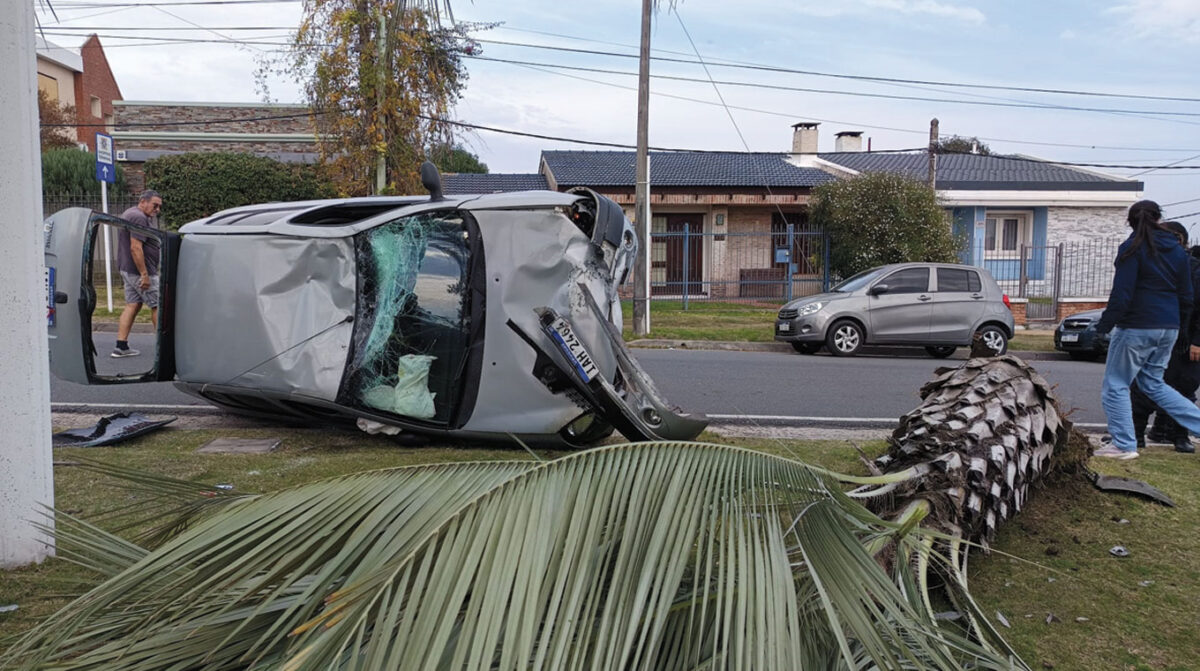 Volcó y derribó una palmera