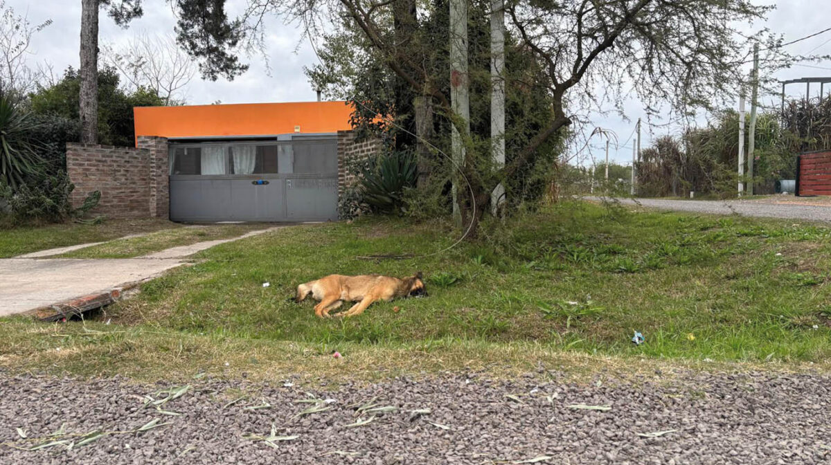 Un perro murió electrocutado tras la caída de un cable de UTE