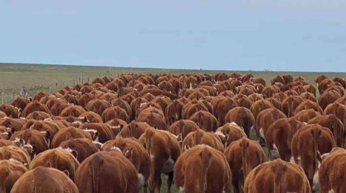 Riesgo de introducción de la Fiebre Aftosa continúa presente, aún en regiones con avances en el control