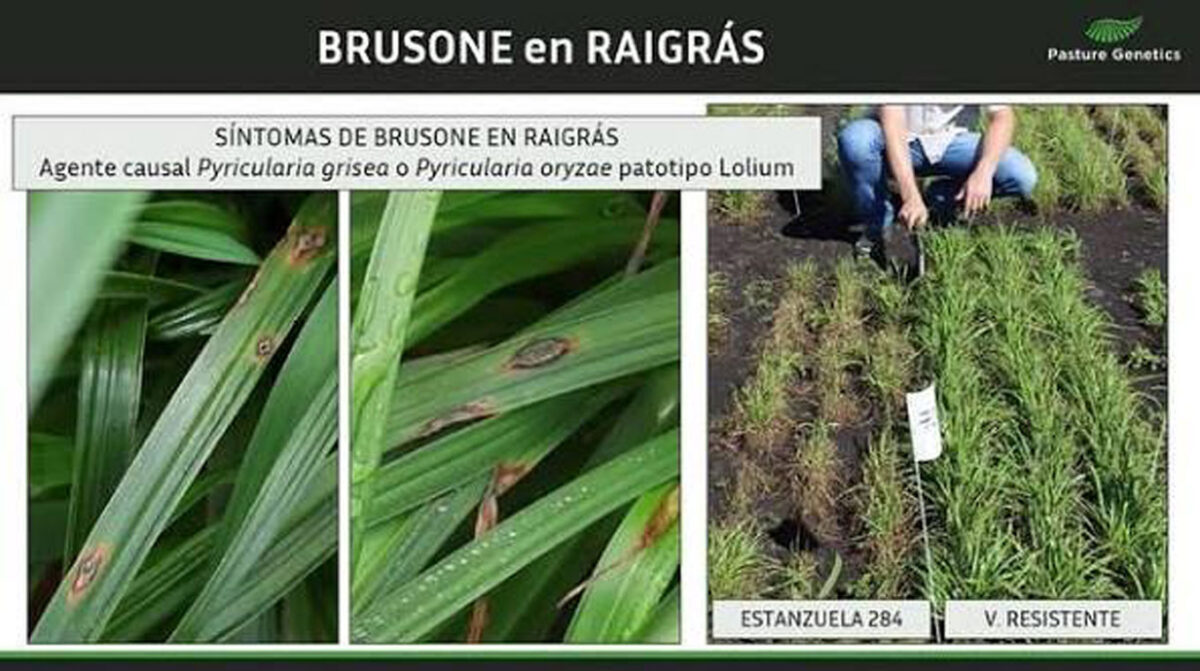 INIA presenta resultados de la primera encuesta nacional de brusone en raigrás