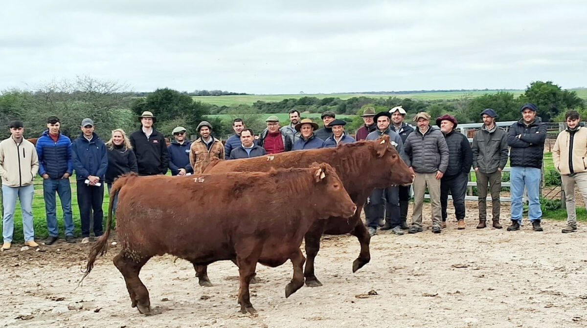 Limangus concretó la primera prueba de “engorde a corral”