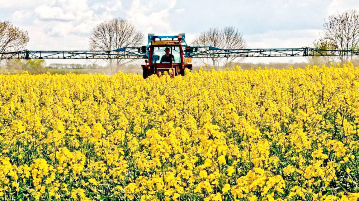 Registro de fitosanitarios en Camelina, Colza y Carinata