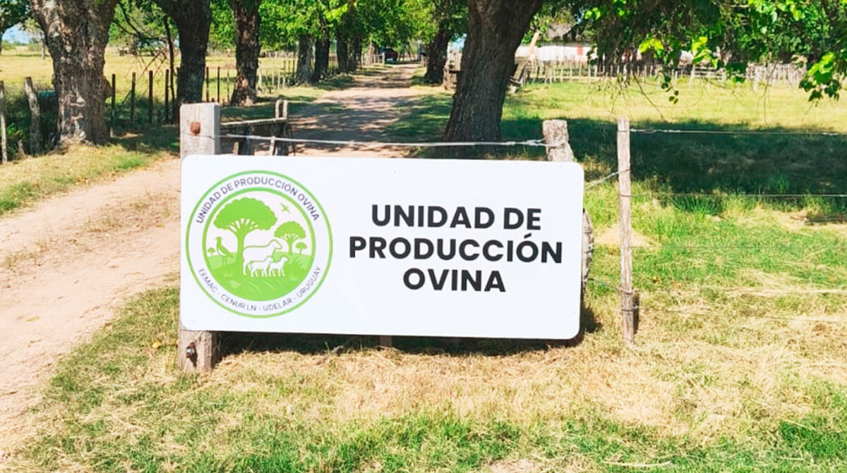 Jornada puertas abiertas de producción ovina en Eemac