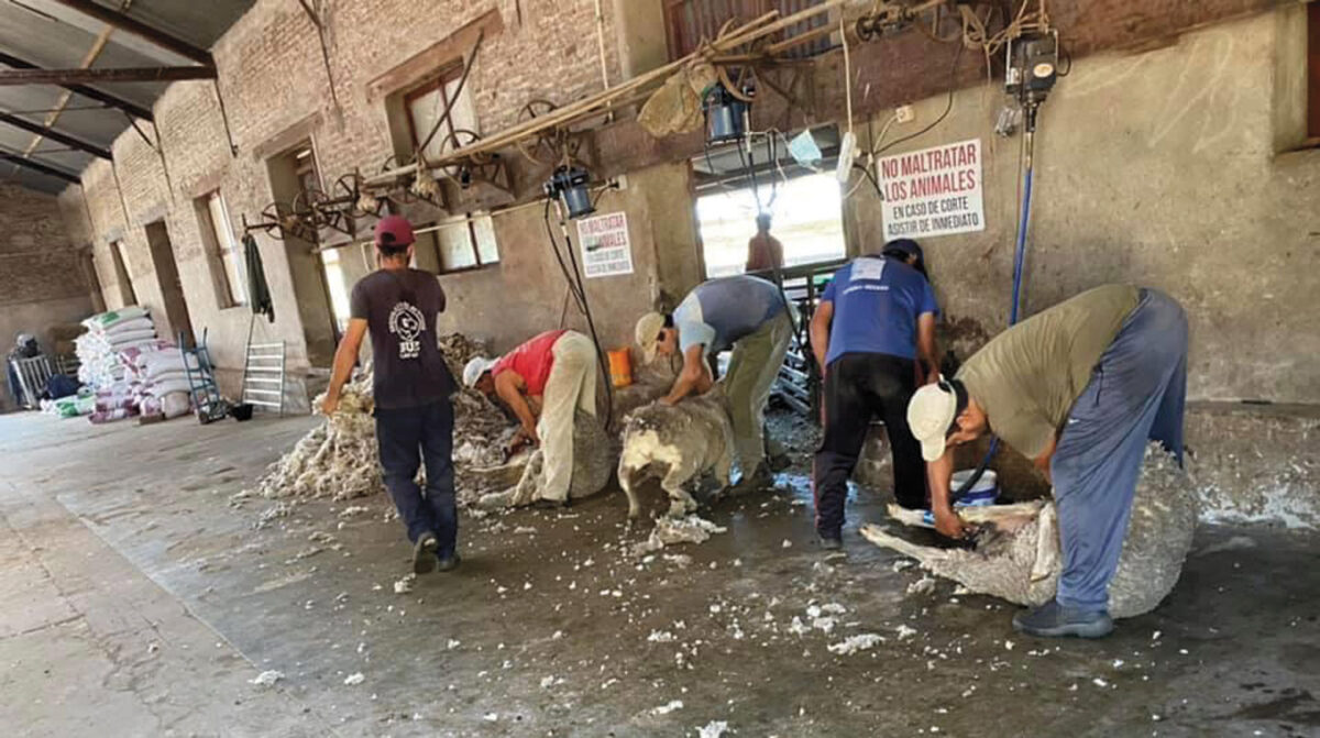Mercado de lanas interno con pocas consultas