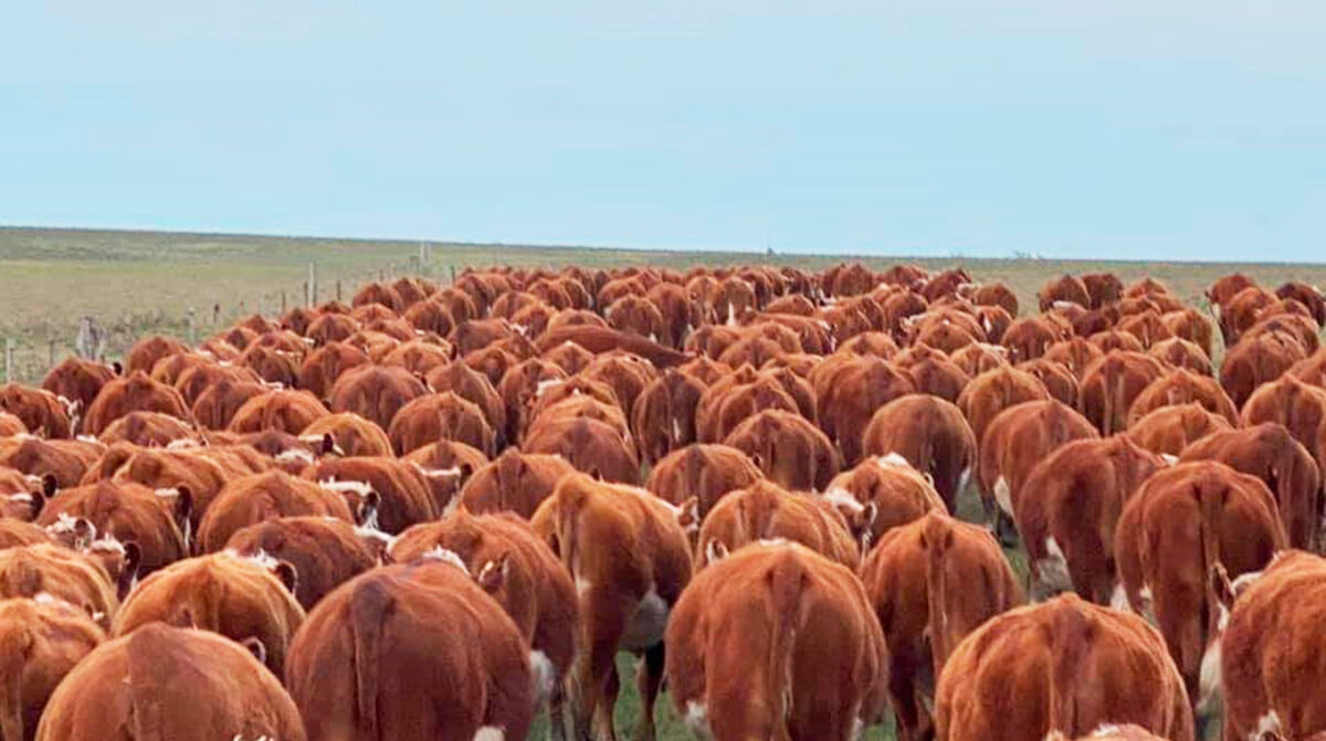 Desafío para 2050: ¿3 millones de vacunos faenados y más de U$S 4.000 millones en exportaciones de carne?
