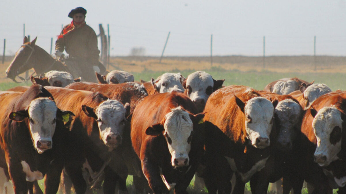 Seguimiento de productos veterinarios desde su origen hasta el usuario final