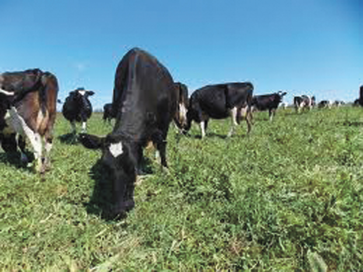 Capacitarán a veterinarios de libre ejercicio en la tuberculosis bovina