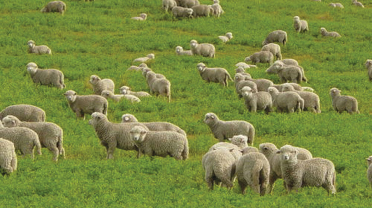Las exportaciones de carne ovina se incrementaron en el primer semestre