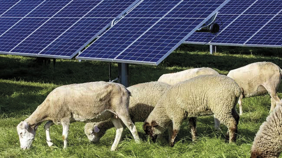 Combinación de paneles solares con los ovinos logra buenos resultados