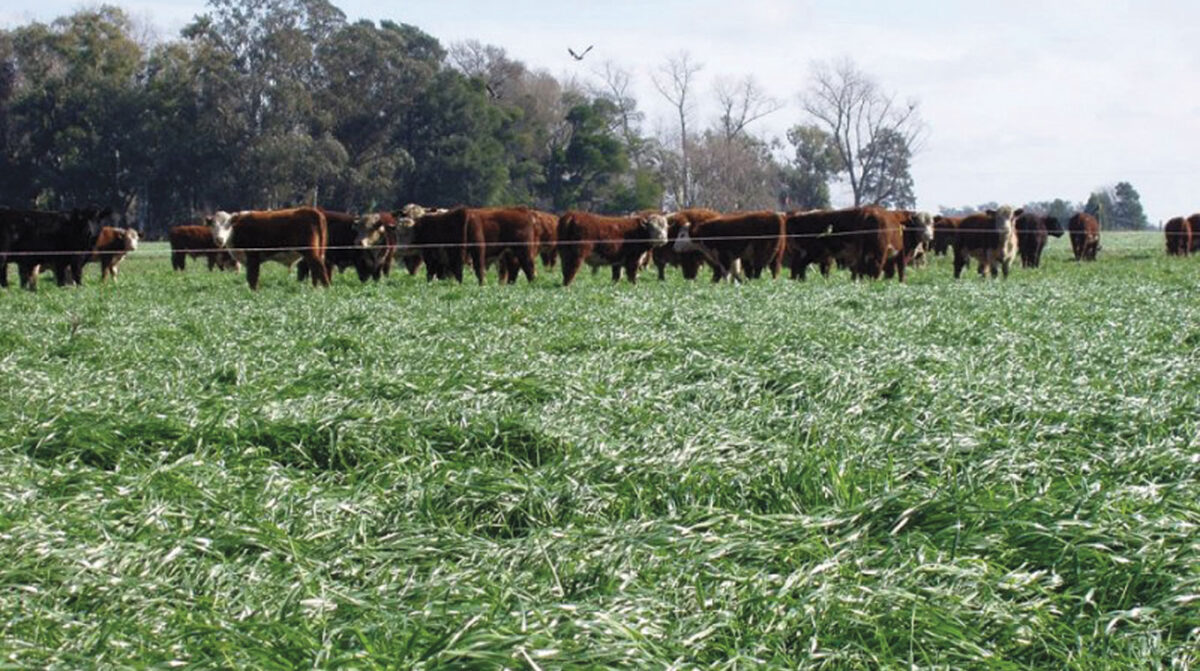 Estudio de expertos argentinos arroja novedoso resultado con las vacas y el cambio climático
