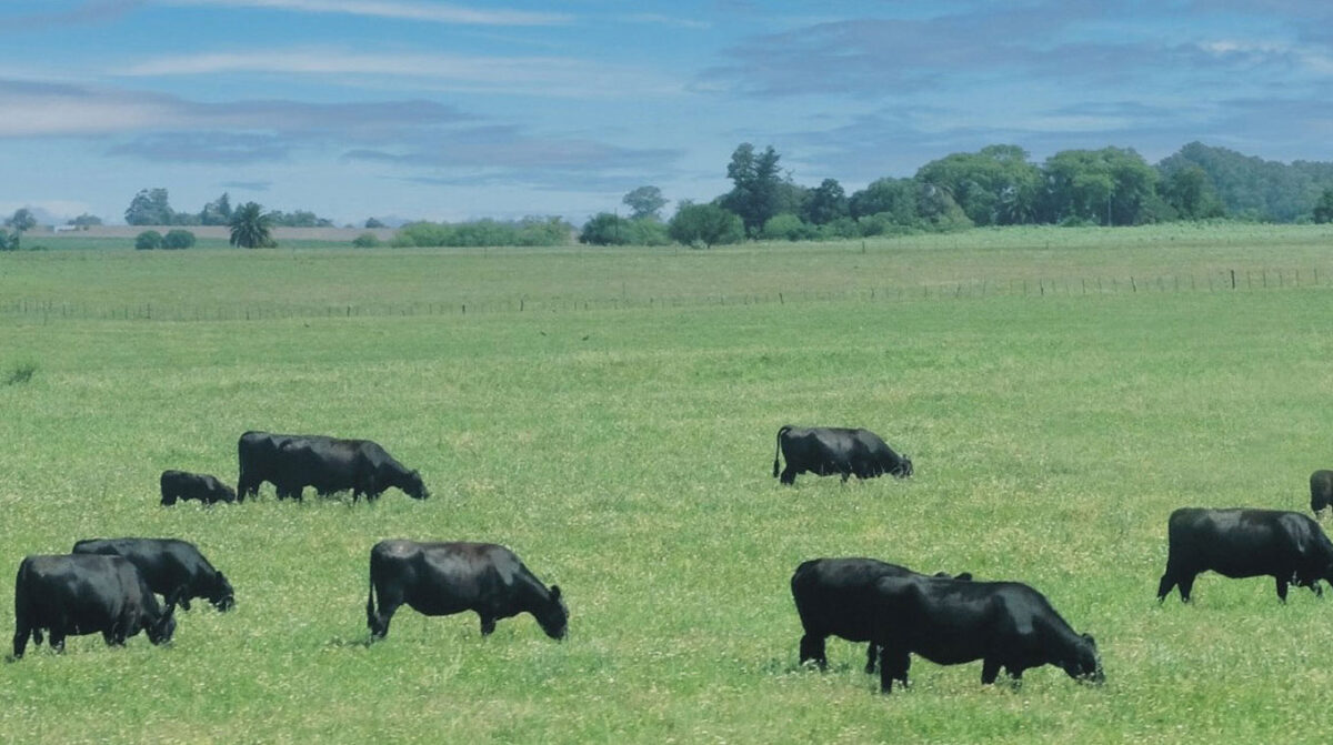 Plaza Rural remata más de 15.000 vacunos