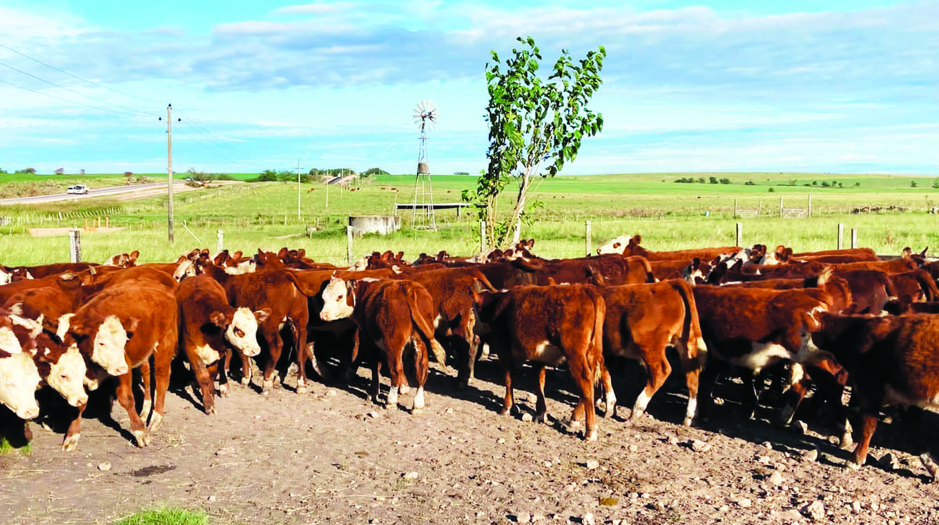 Valores en zafra de terneros fueron de menos a más