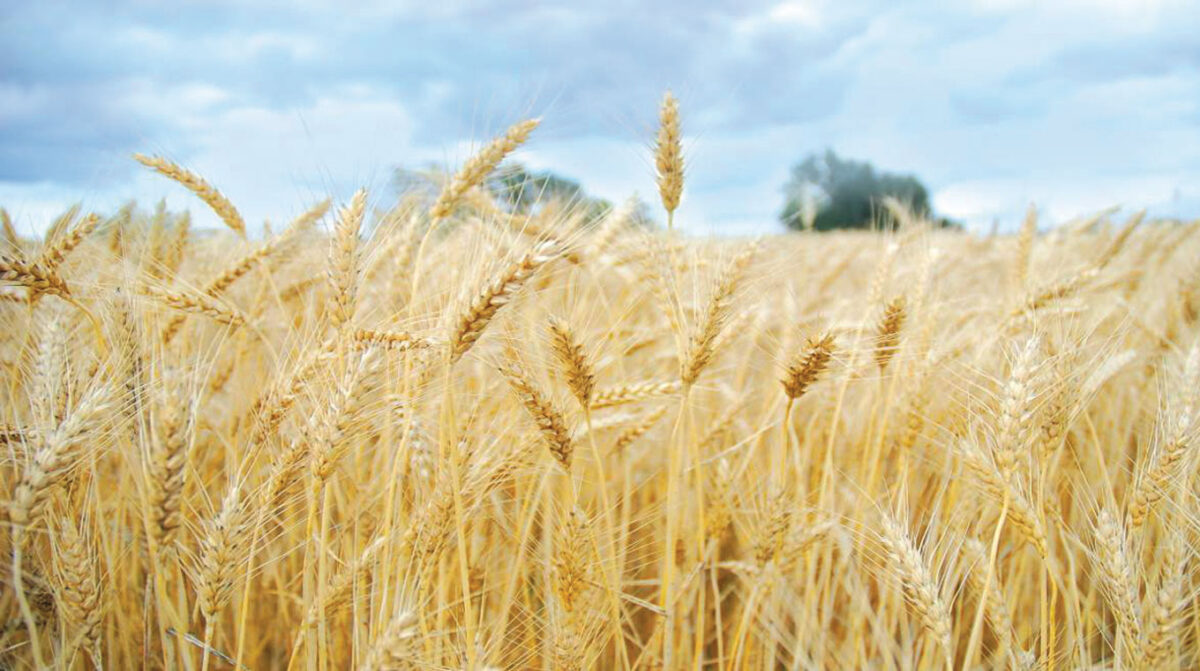 Mercados agrícolas atentos al confirmarse un nuevo ciclo de “El Niño” para el segundo semestre del año