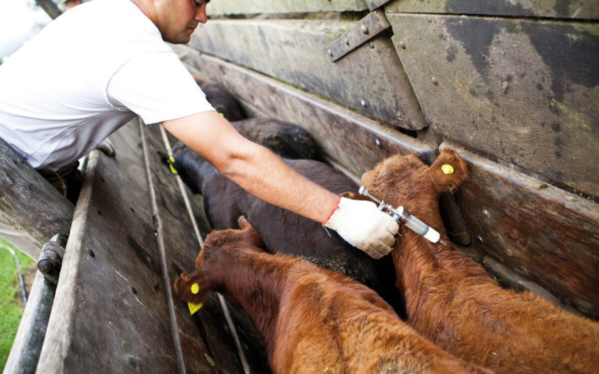Diseñan almanaque sanitario para facilitar la planificación y registros en predios ganaderos