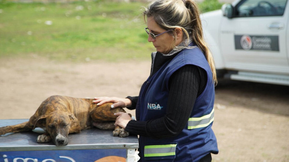 Paysandú recibirá 2 millones de pesos para castraciones; crearon INBA departamental