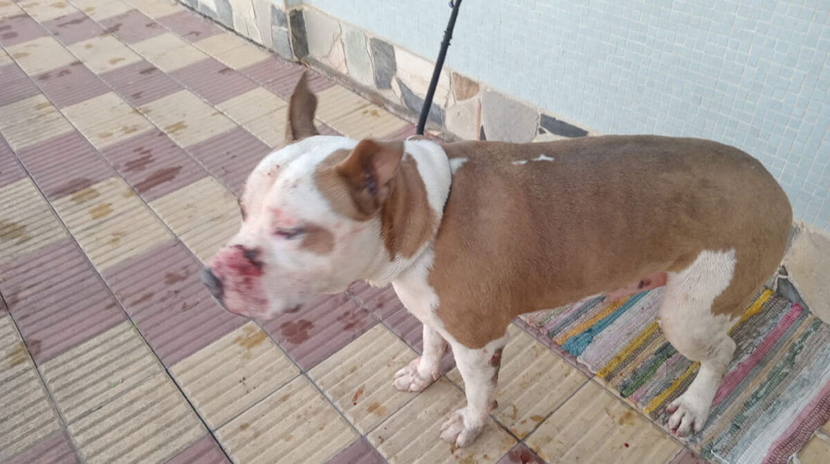Pitbull atacó y dio muerte a otro perro; la tutora denunciante reclama ante la falta de respuestas