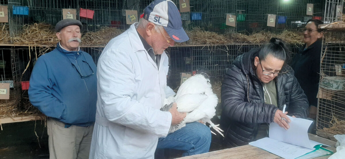 Ingresaron primeras aves para la Expo de Paysandú
