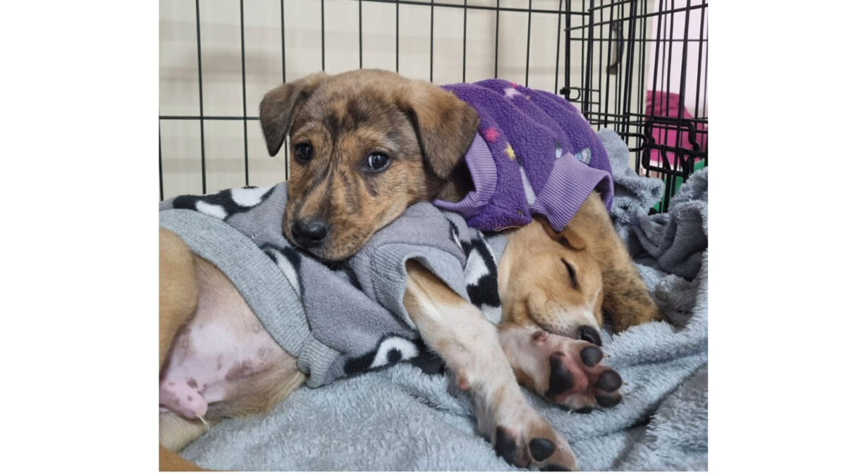 Pocas adopciones, más rescates a causa de abandono y maltrato
