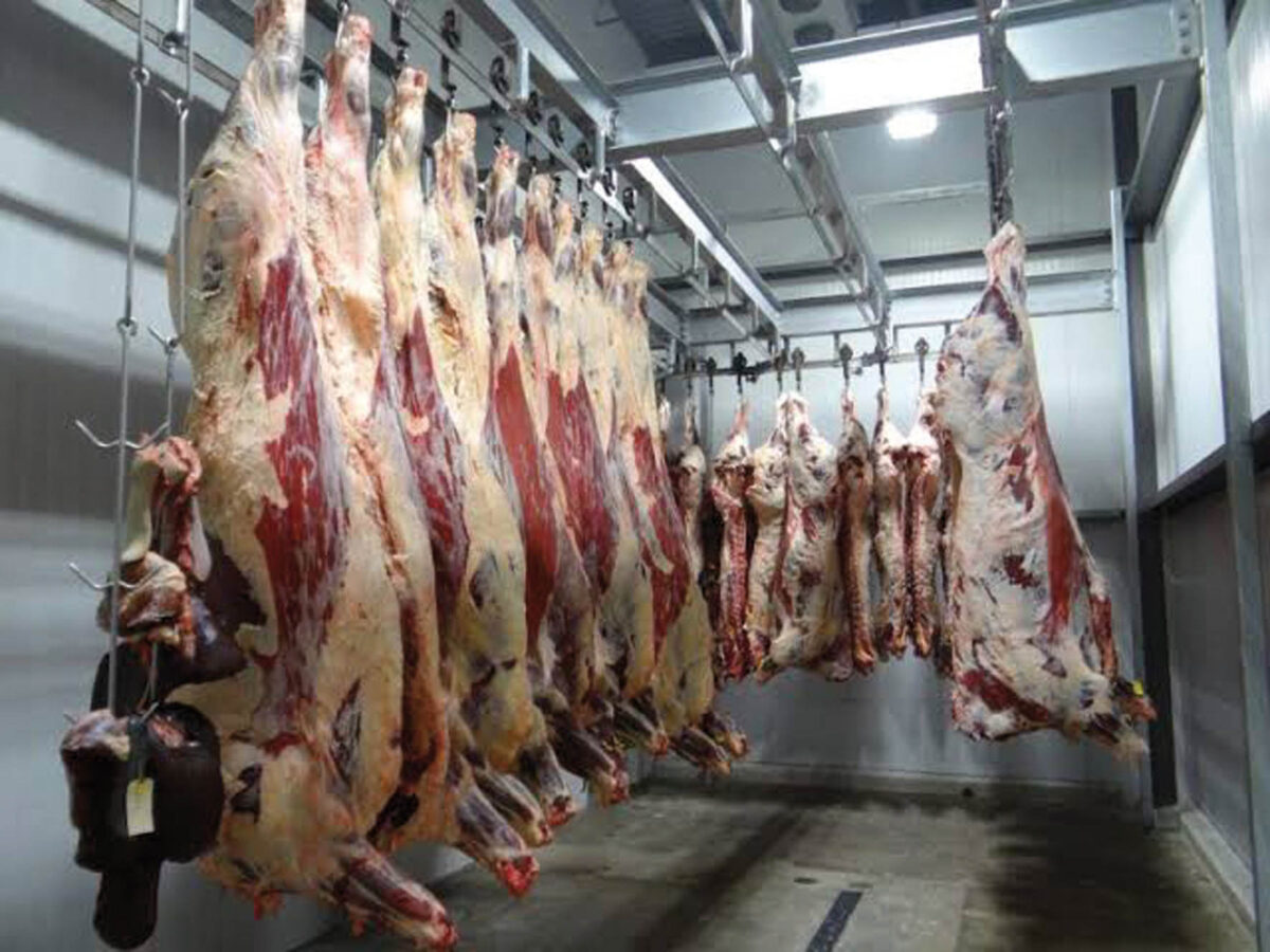 Faena superó los 46.000 vacunos