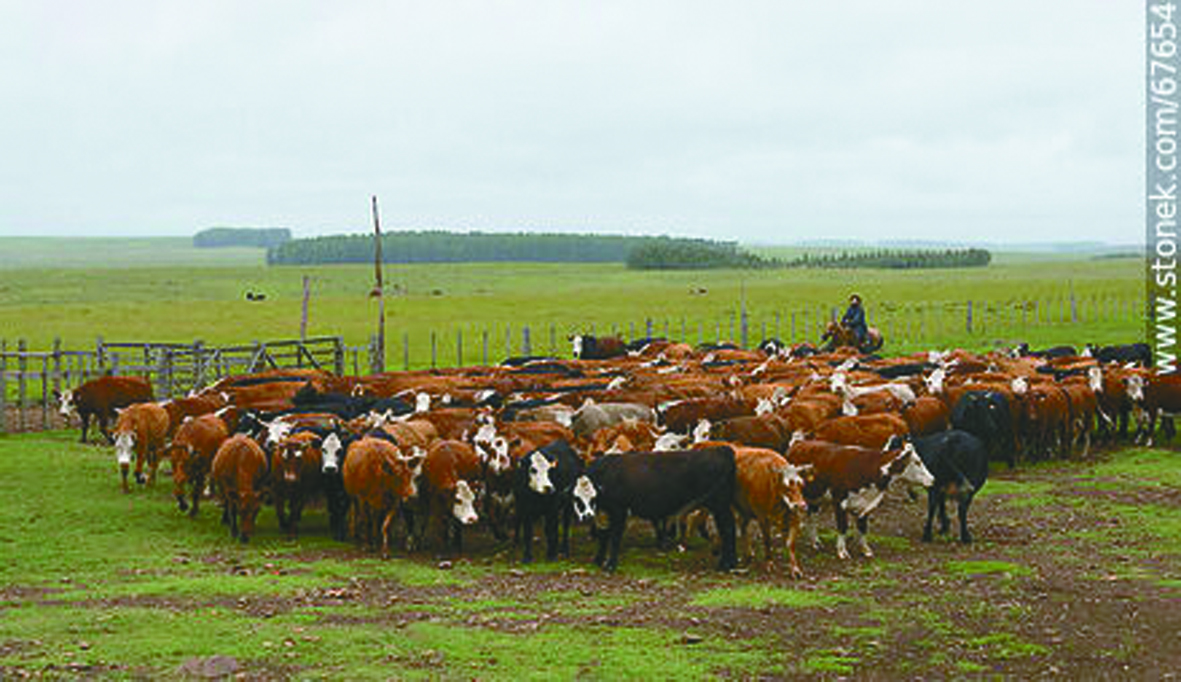 Mercado de haciendas firme y dinámico