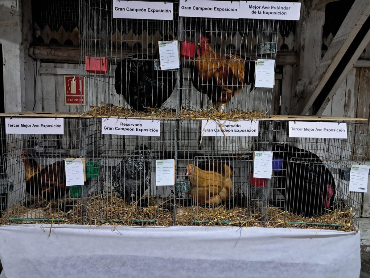 Cabaña El Chambón de Jorge Burjel expuso el Mejor Ejemplar de la Expo avícola; hoy finaliza la muestra