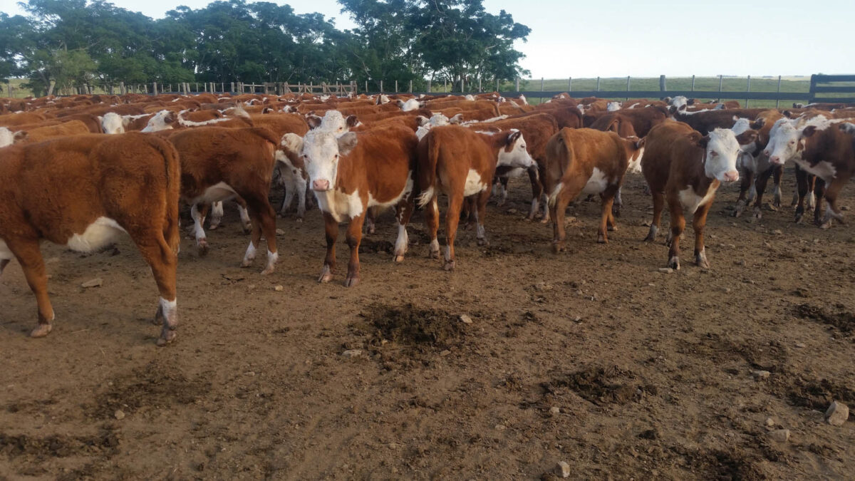 Mercado de haciendas firme con baja de la faena
