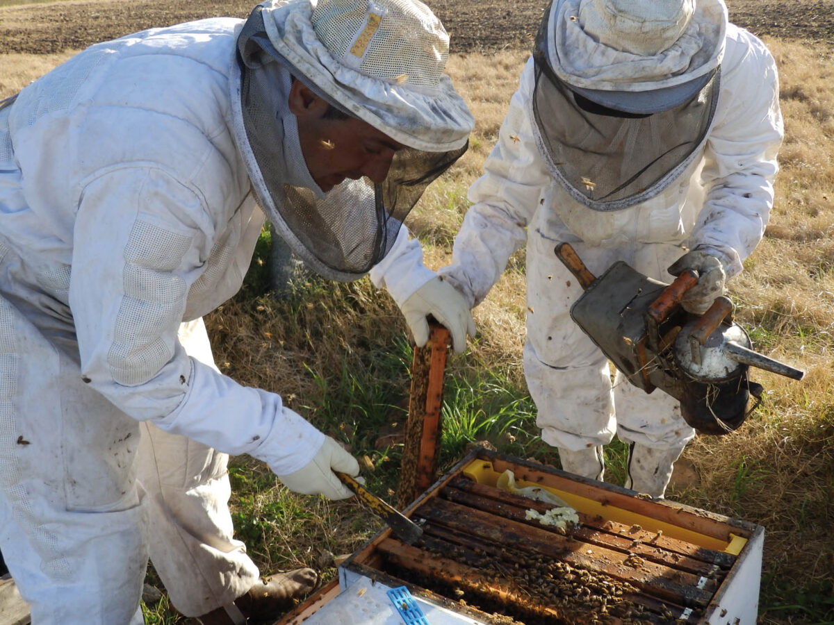 Recomendaciones para el sector apícola ante fenómeno de El Niño