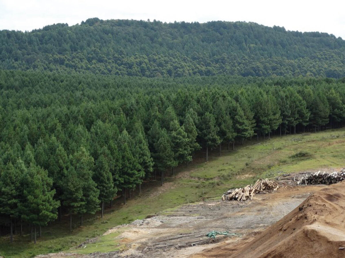 Presentan nuevo explorador interactivo con principales datos del sector forestal